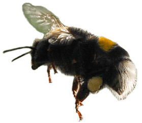 bee